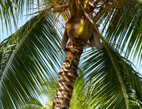 Un arbre tropical baptisé du nom de l’acteur et défenseur de l’environnement Leonardo DiCaprio